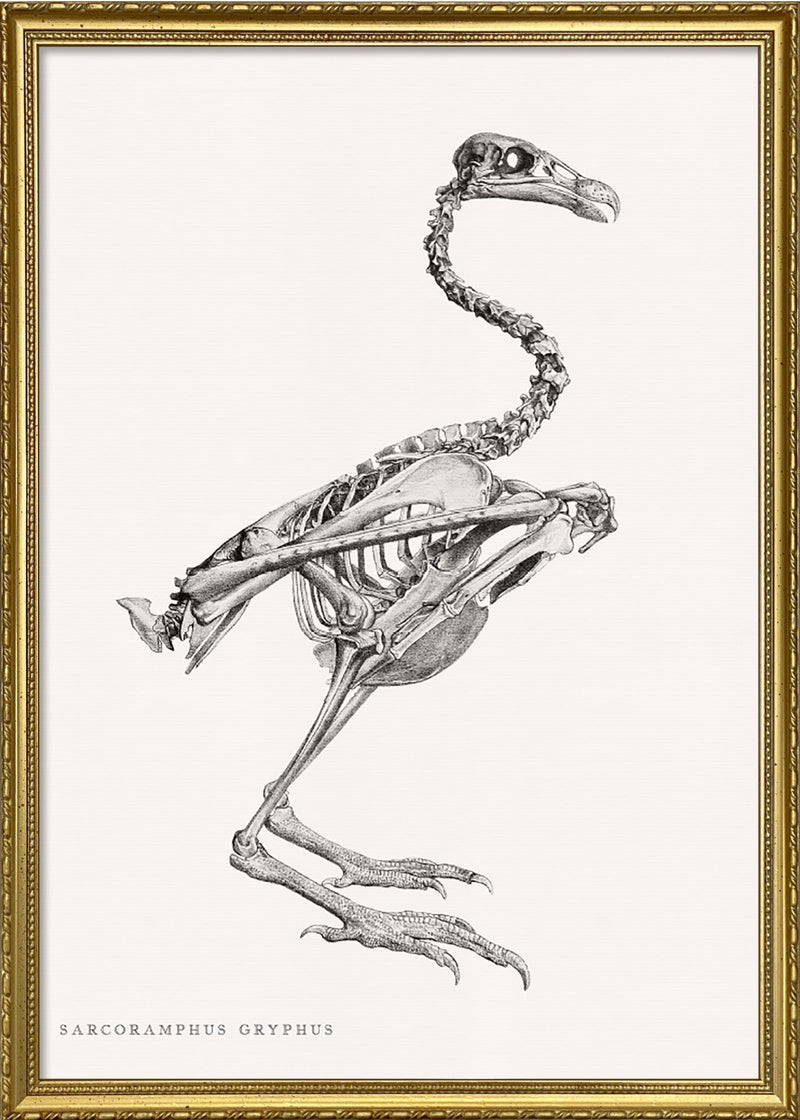 Sarcoramphus Gryphus