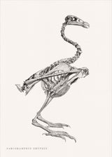 Sarcoramphus Gryphus