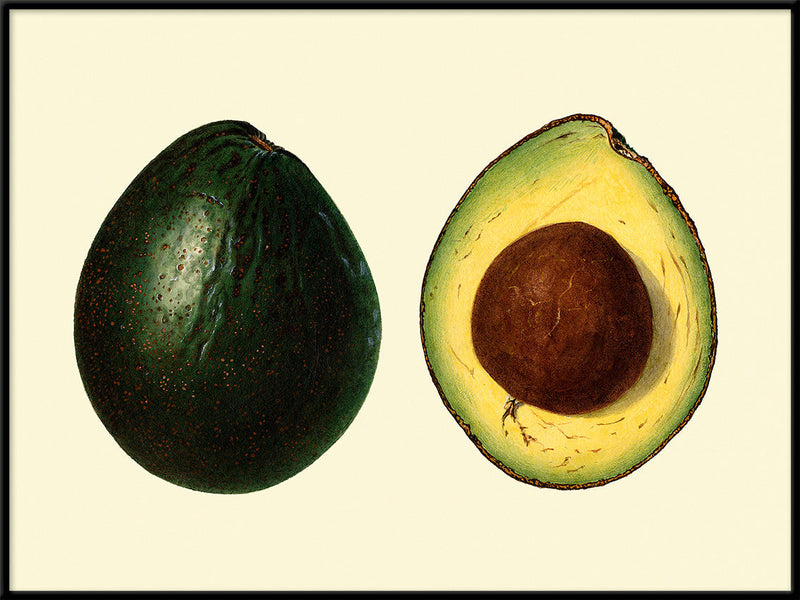 Avocado