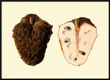 Cherimoya