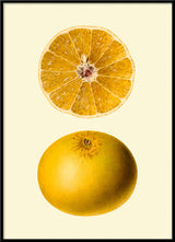 Grapefruit