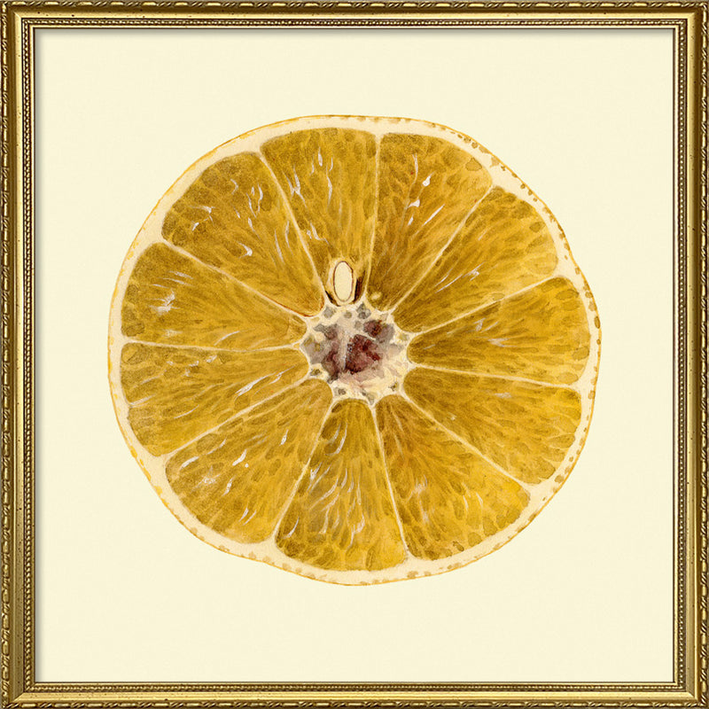 Grapefruit open