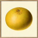 Grapefruit closed