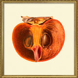 Sharon fruit open