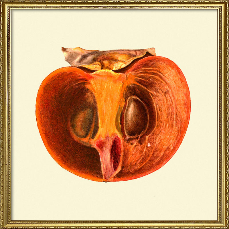 Sharon fruit open