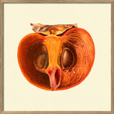 Sharon fruit open