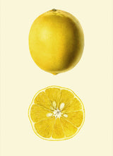 Lemon