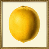 Lemon closed