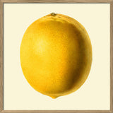 Lemon closed