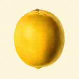 Lemon closed