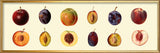Peach and Plum