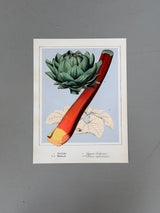 Artichoke and Rhubarb - Outlet