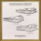 Mosasauroidea II.