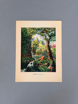 Jungle Scenery 2 - Outlet