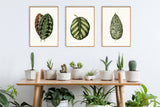 Maranta Fasciata - Outlet
