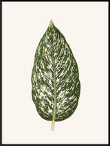 Dieffenbachia Seguina