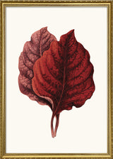 Amarantus Melancholicus