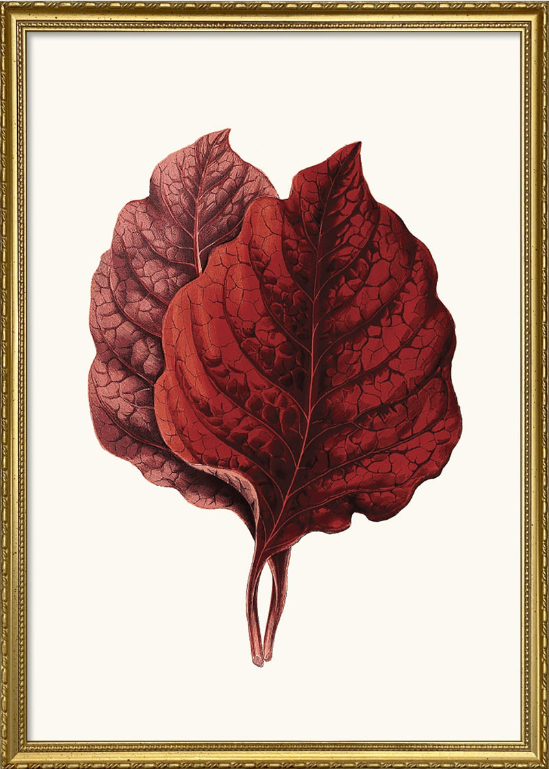 Amarantus Melancholicus