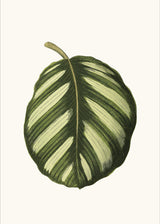 Maranta Fasciata - Outlet