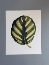 Maranta Fasciata - Outlet