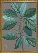 Laurus borbonia - Laurier bourbon