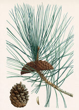 Pinus laricio - Pin laricio