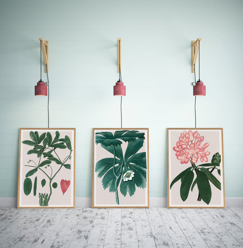 Rhododendrum Maximum