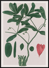 Euphorbia Ipecacuanha