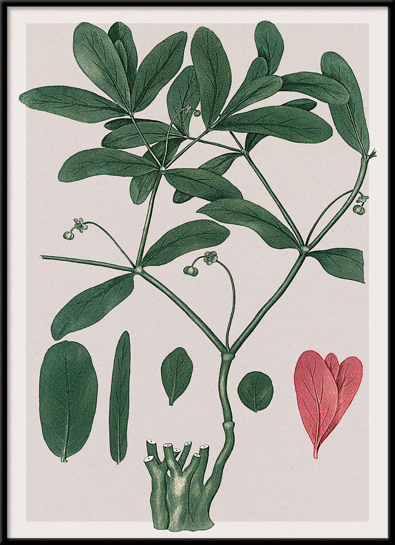 Euphorbia Ipecacuanha