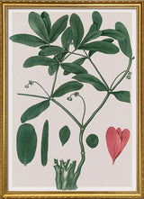 Euphorbia Ipecacuanha