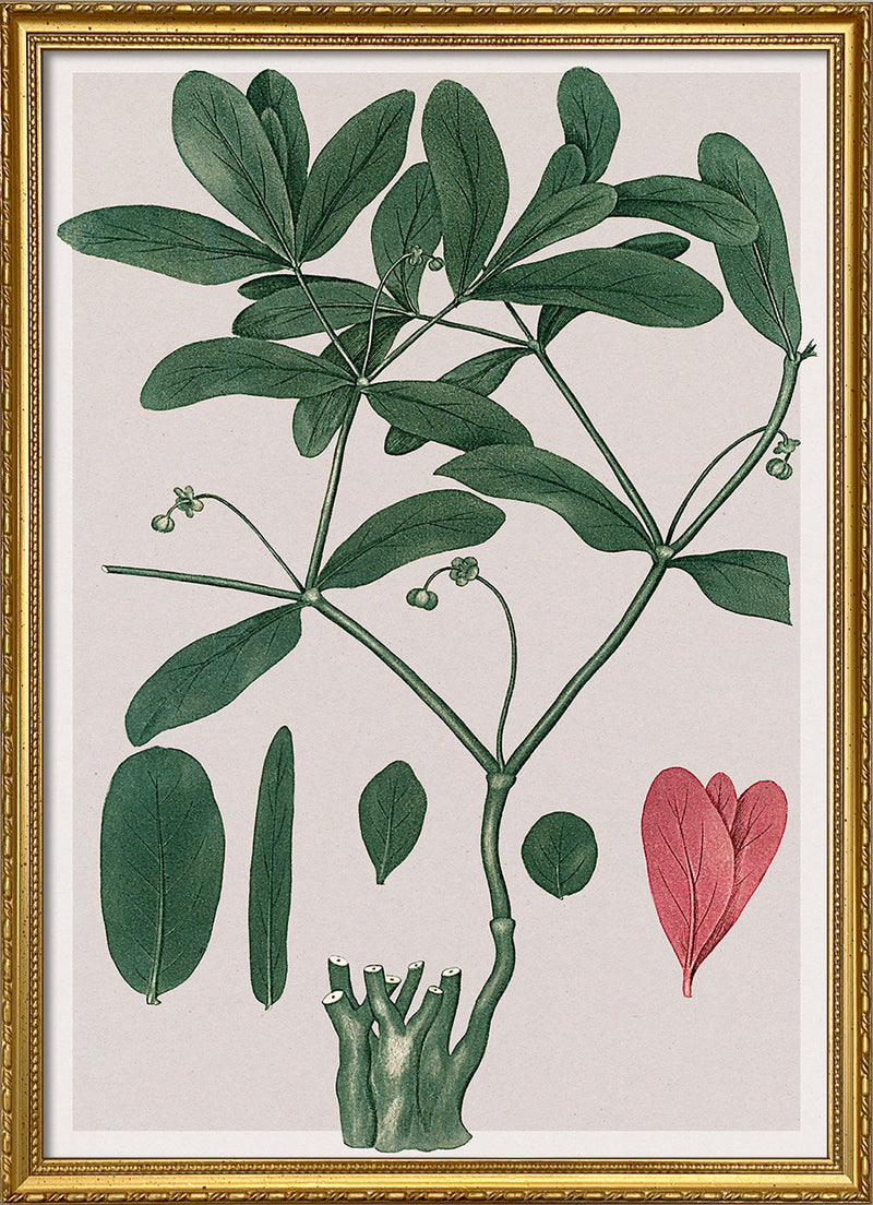 Euphorbia Ipecacuanha