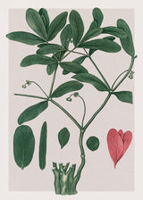 Euphorbia Ipecacuanha