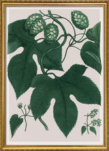 Humulus Lupulus