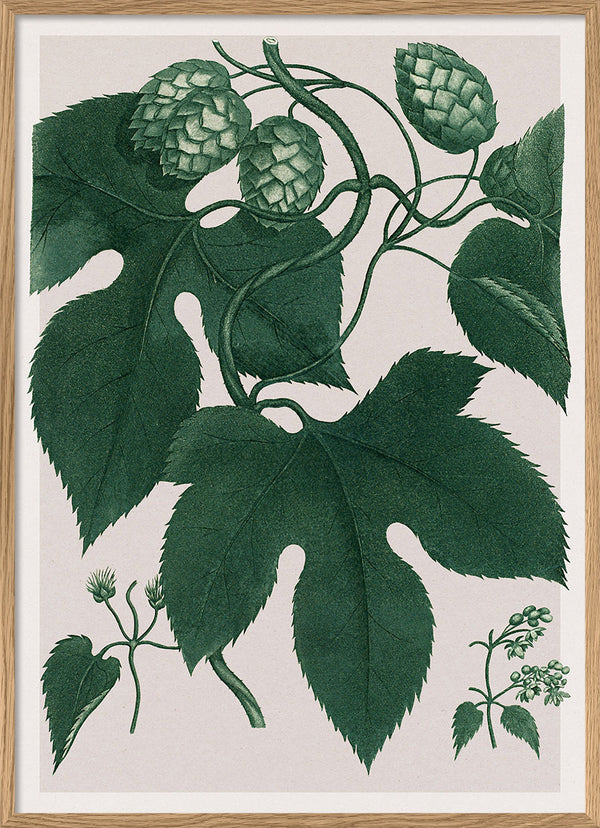 Humulus Lupulus