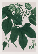 Humulus Lupulus