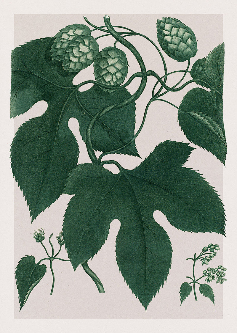 Humulus Lupulus