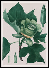 Liriodendron Tulipifera