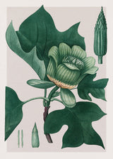 Liriodendron Tulipifera