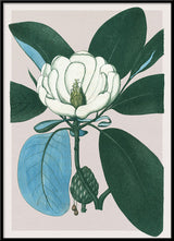 Magnolia Glauca