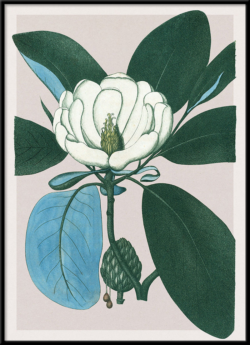 Magnolia Glauca