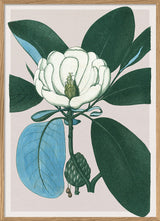 Magnolia Glauca