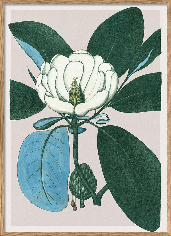 Magnolia Glauca