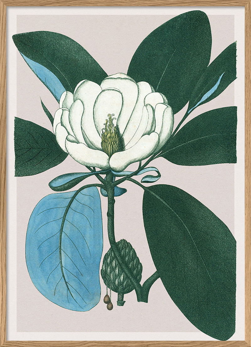 Magnolia Glauca