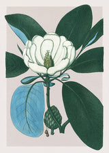 Magnolia Glauca