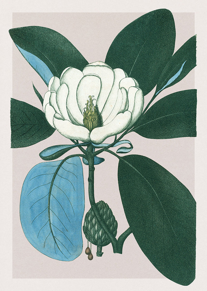 Magnolia Glauca