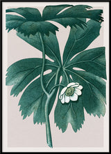 Podophyllum Pelatum