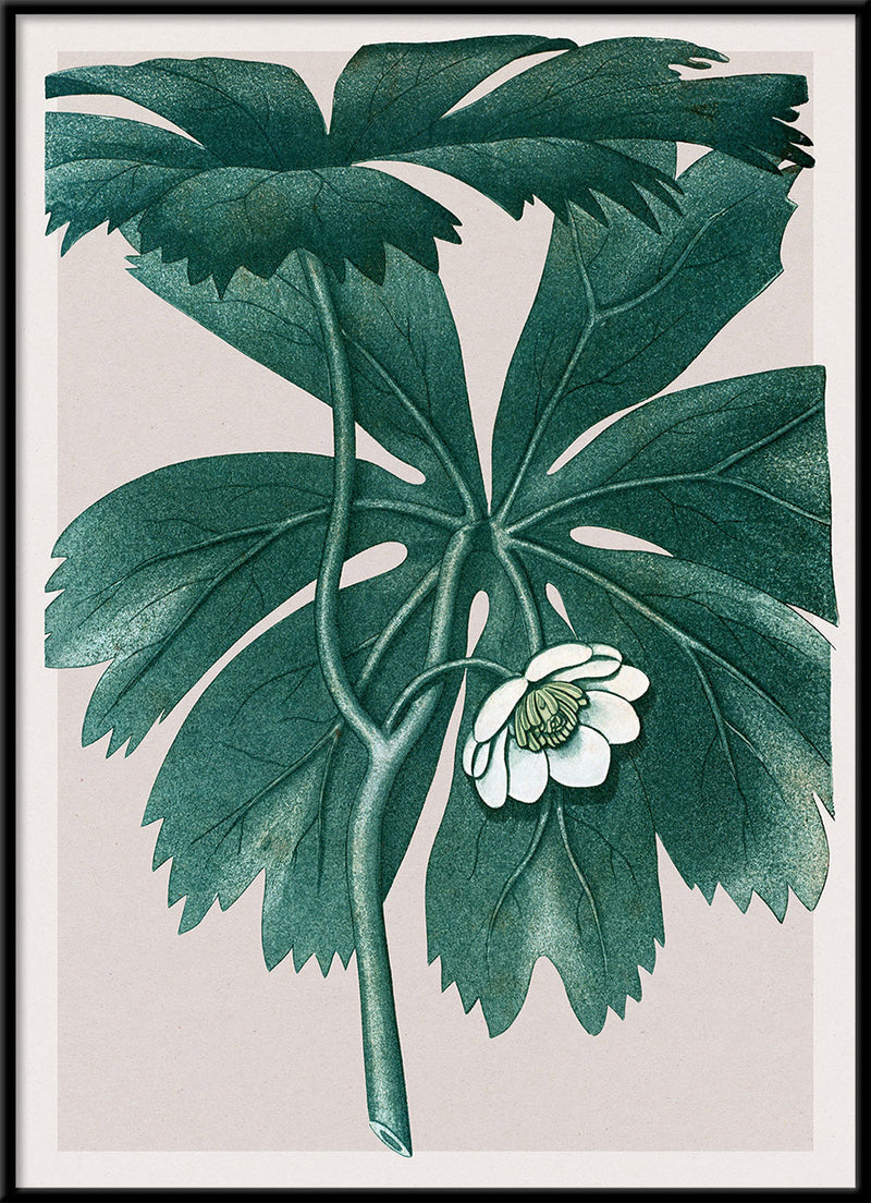Podophyllum Pelatum