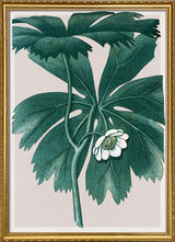 Podophyllum Pelatum