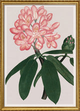 Rhododendrum Maximum