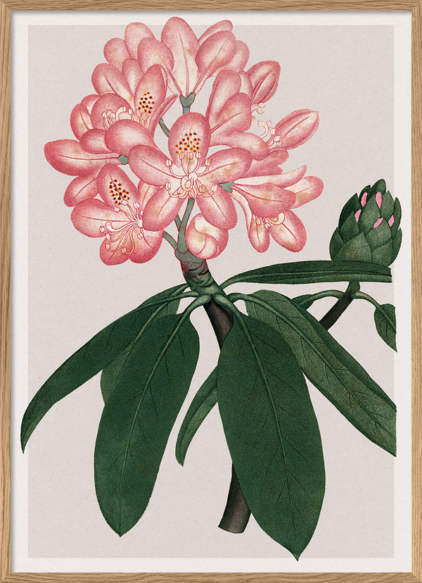 Rhododendrum Maximum